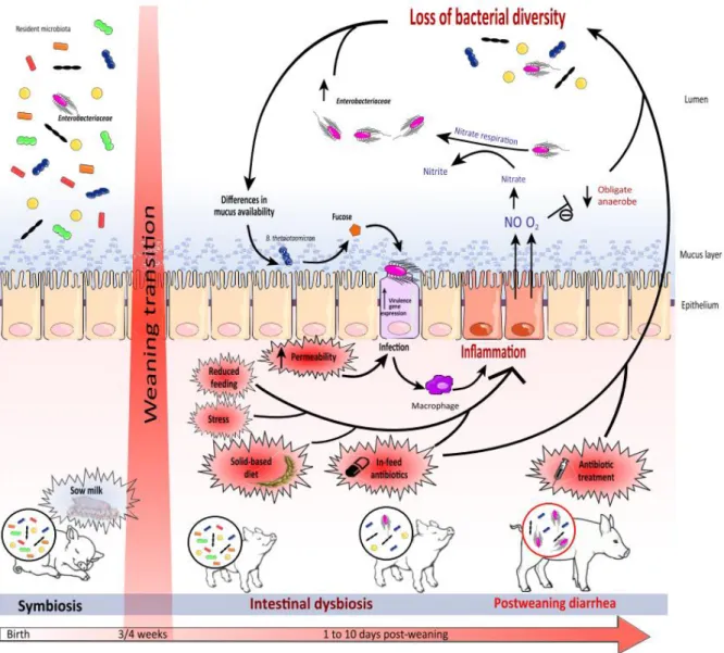 Figure 3: Impact of Weaning Transition on Piglet Gut Microbiota and Expansion of Infectious Agents.