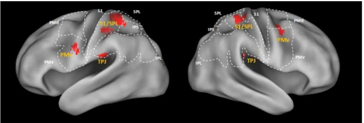 Figure  1.8  Cortical  regions  involved  in  human  PPS.  Visualization  of  the  results  from  one  of  the  meta- meta-analysis  performed  by  Grivaz  et  al.,  (2017,  see  the  paper  for  methodological  details)  with  approximate  location  of  c