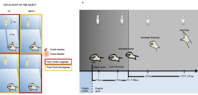 Figure  2.1  Visuo-tactile  stimulation  during  the  planning  and  execution  of  a  grasping  movement