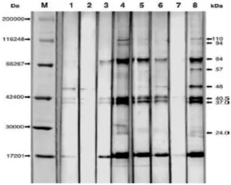 Figura 7. Pattern polipeptidico di S. negevensis. Sieri negativi in MIF (corsa 1-2), sieri positivi in MIF (corsa 3-6),  siero di controllo negativo (corsa 7) e siero di controllo positivo (corsa 8) 