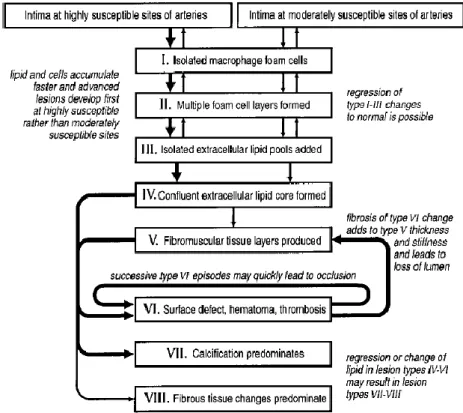 Figura 1. Classsificazione Schematica delle lesioni aterosclerotiche (Stary -2000)