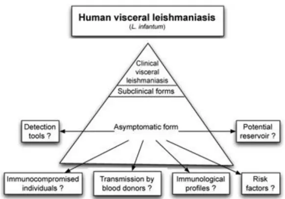 Figura  5.  Piramide  della  leishmaniosi  umana  e  possibile  coinvolgimento  dei  portatori  asintomatici  nella trasmissione di Leishmania [182]