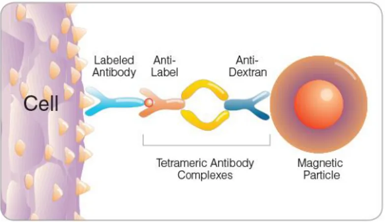 Figura 6. Rappresentazione schematica della marcatura immunomagnetica delle cellule [Human  naïve B cell enrichment kit (Stem Cell, Grenoble, France)]