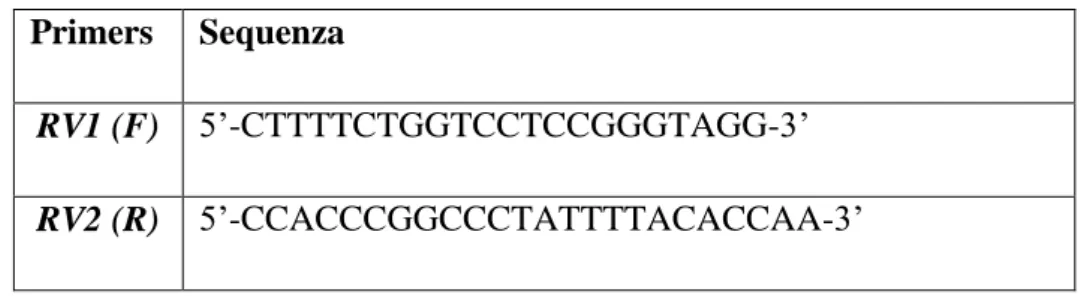 Tabella 2. Sequenze dei primers RV1 e RV2 utilizzati nella real-time PCR home made.