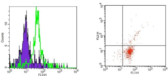 Figura 10. Istogramma e rispettivo dot plot ottenuti dall’analisi in citometria a flusso delle  cellule trattate con il protocollo 3 positive alla marcatura con anti-CD80