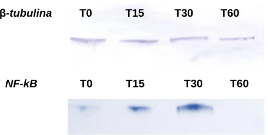 Figura 12. Analisi proteica di NF-kB mediante western blot in GCs estratte da tonsilla: è stata messa  in  evidenza  l’espressione  della  proteina  nelle  colture  trattate  con  Tat  di  HIV-1  raccolte  a  vari  time  points (T0, T15, T30, T60)