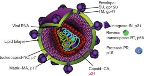 Figura 1. Struttura del virione di HIV. Rappresentazione schematica di un virione maturo di HIV con  in dettaglio le proteine virali e le strutture della particella