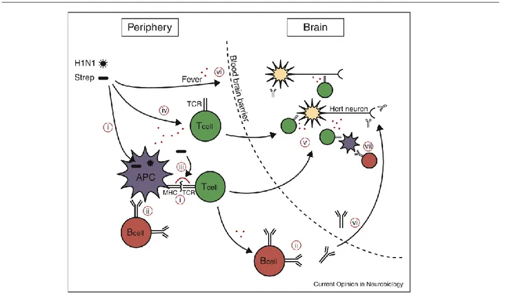Figure 2: possible pathway for a role of influenza or streptococcus infections in the development of  NT1