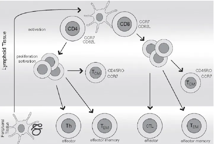 Figure 4. Development of T cell subsets. APC cells capture antigens in peripheral tissues and migrate  to secondary lymphoid organs, where N T cells are activated by the recognition of the MHC-peptide  complex