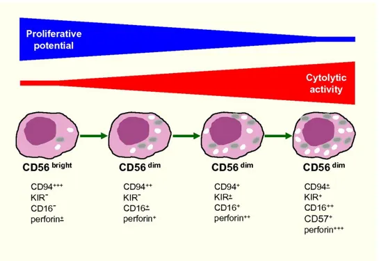 Figure 5. Model of human NK-cell differentiation (Moretta 2010). 