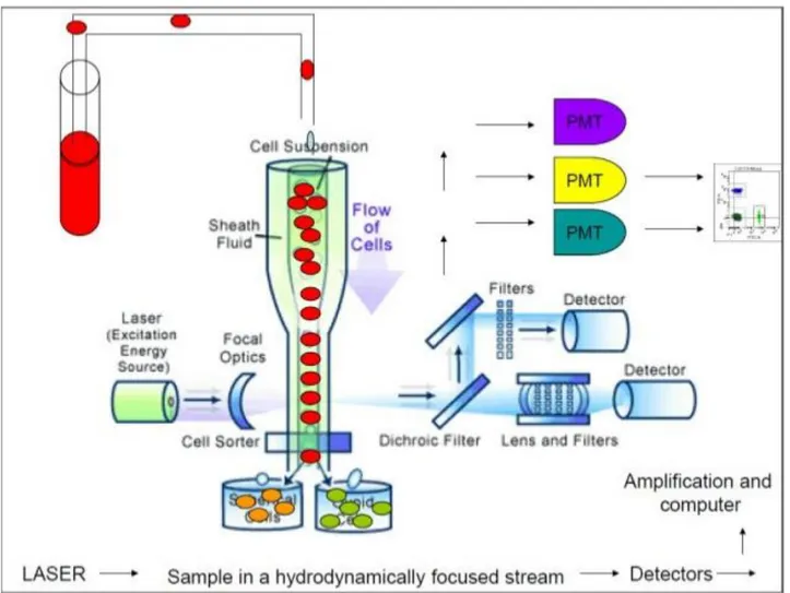 Figure  3.  Flow  cytometry  operation  diagram  with  cell  sorter.  Inside  a  flow  cytometer,  cells  in  suspension  are  drawn  into  a  stream  created  by  a  surrounding  sheath  of  isotonic  fluid  that  creates  laminar  flow,  allowing  the  c