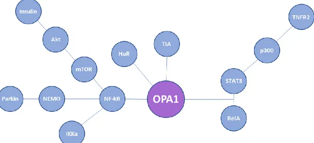 Figure 2. Schematic representation of factors known to be involved in the transcriptional and  post-transcriptional regulation of OPA1 mRNA