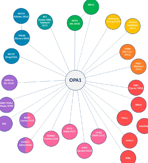 Figure 4. Schematic representation of all the proteins known (solid lines) or supposed (dashed  lines) to physically interact with OPA1