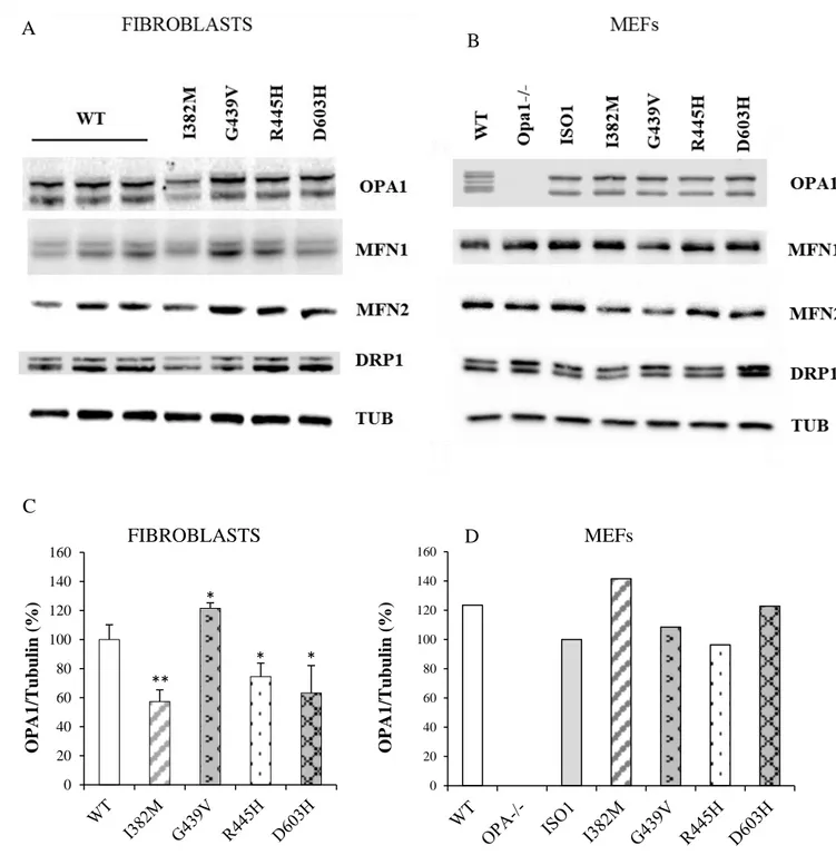 Figure 7. Representative western blot of proteins involved in the fusion/fission machinery in  fibroblasts (A) and MEFs (B)