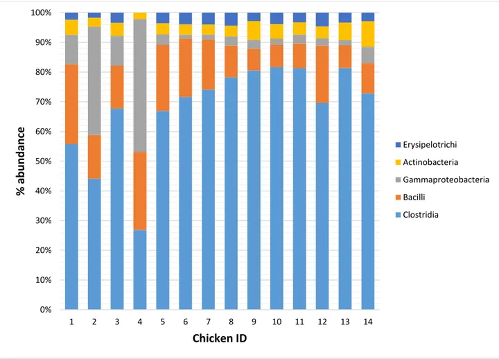 Figure 2. Mean relative frequency of abundance (% abundance) of most represented bacterial classes  in each of the 14 chickens tested (Day 1: chicken ID 1-4; Control 41 days: chicken ID 5-9; Treated  41 days: chicken ID 10-14)