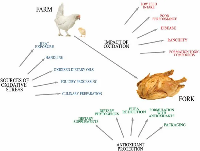 Figure  1.  Oxidative  damage  to  poultry:  Sources  of  oxidative  stress,  impact  of  oxidation,  and antioxidant strategies (Adapted from Estévez et al., 2015)