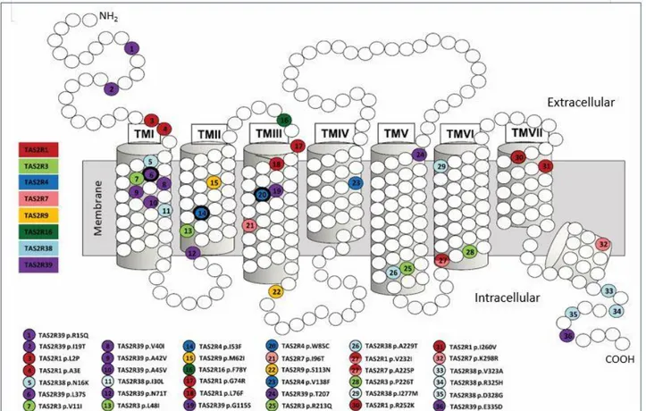 Figure 3. Snake plot of general bitter taste receptor protein (modified from Roudnitzky et al