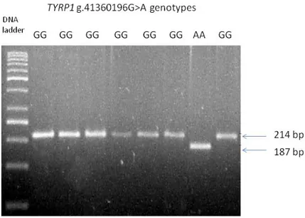 Figure S1. PCR-RFLP patterns from rabbits with different genotypes (GG and AA) at the TYRP1 g.41360196G&gt;A mutation