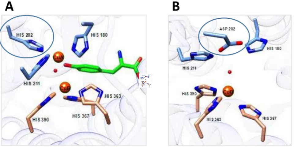 Figure S1. 3D modelled structure of the A) wild type (allele H – His at position 202) and B)  mutated (allele D – Asp at position 202) TYR proteins in the CuA and CuB copper binding sites