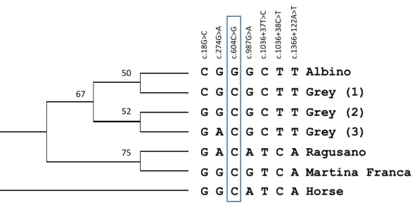 Figure S2. Phylogenetic tree of the donkey TYR gene haplotypes. Haplotypes are named according  to the breed of the donkey from which it was sequenced