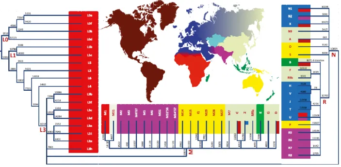 FIGURA  2.1.  Distribuzione  degli  aplogruppi  per  il  DNA  mitocondriale.  I  colori  rappresentano  le  principali  caratteristiche  di  distribuzione geografica per ciascuna linea filogenetica