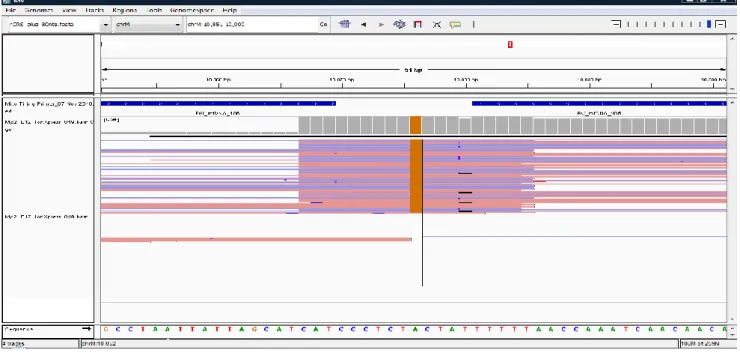 FIGURA 3. 2. Rappresentazione grafica delle differenze presenti nella sequenza del mitogenoma analizzato con la rCRS