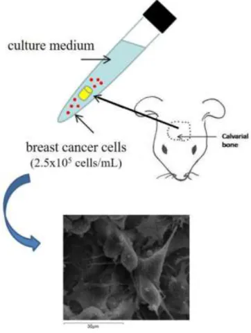 Figure 2.: Experimental set up of 3D culture of calvaria segments and MRMT-1 cells. 