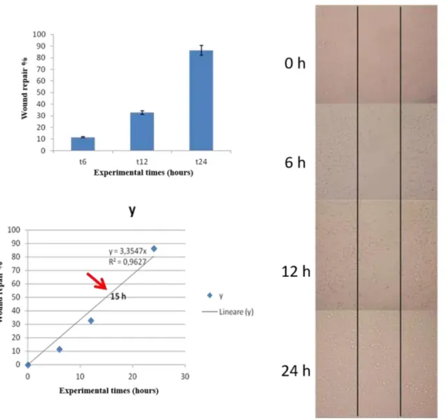 Figure 3.8: Results of wound healing assay: histograms graph of percentage of wound  healing recovery, linear regression for assessing timing of 50% of recovery and microscope 