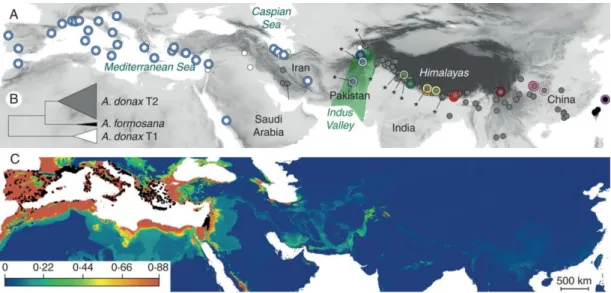 Figure 1.2. A. donax origin. (A) Geographical distribution of plastid DNA haplotypes and morphotypes