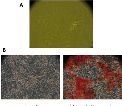 Figura 2.3. A. Morfologia delle cellule SaOS2 viste al microscopio a contrasto di fase