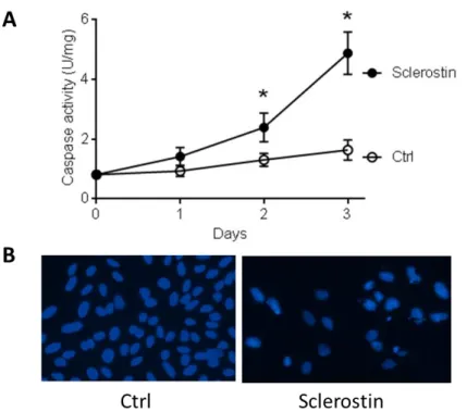 Figura 2.6. A. Attività delle caspasi in cellule incubate per il tempo indicato in assenza (Ctrl) o in  presenza di slerostina 500 nM