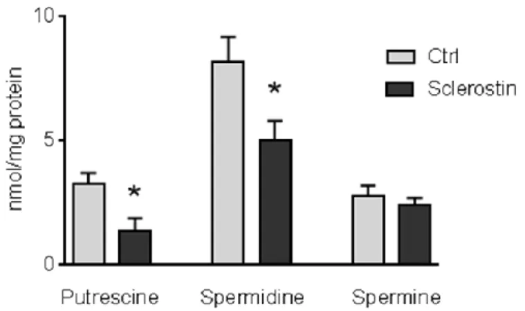 Figura 2.8. Effetto della sclerostina (500 nM per 72 ore di incubazione) sui livelli endogeni di  poliamine nelle cellule SaOS2