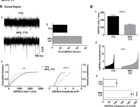 Fig.  4:  A3;  B2).  La  persistenza  degli  effetti  sulle  mEPSC  delle  cellule  del  DR  mediati  dal  NPS  suggerisce  che  tale  peptide  agisca  a  livello  di  target  localizzati  nel terminale sinaptico