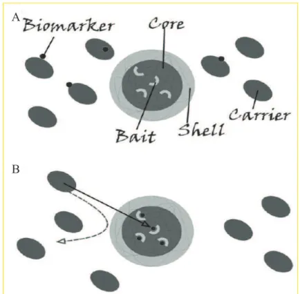 Figura 5. Rappresentazione schematica della struttura e della funzione delle particelle