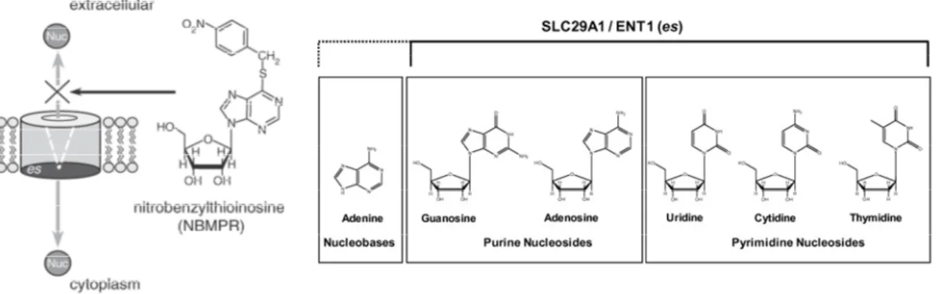 Figure  5 Schematic  view  of human Equilibrative Nucleosides Transporter 1 function and the  nucleosides that it can transport through cell membrane