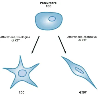Figura III. Ipotesi di origine del GIST a partire dalle cellule precursori delle ICC 