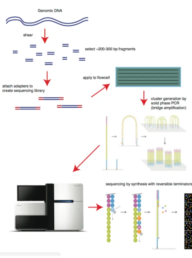 Figura IV. Sintesi library di DNA e sequenziamento massivo tramite tecnologia Illumina 