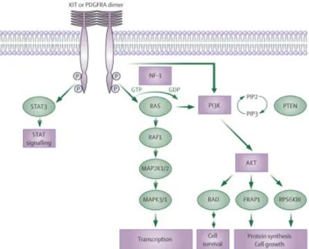 Figura I. KIT and PDGFRA signaling pathway [Rubin et al, 2007] 