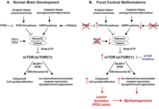 Fig. 1 Role of the mTOR pathway in pathogenesis and epileptogenesis of corticalmalformations  