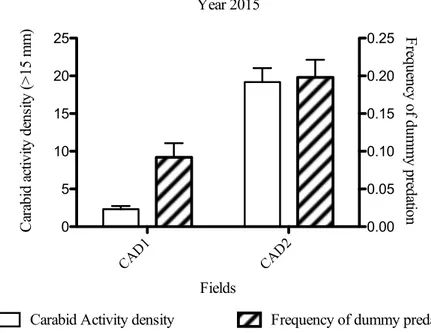 Figure 8 Carabid activity density (bars represents SE of mean) and frequency of dummy  predation  (bars  represent  SE  of  binomial  distribution)  by  chewing  insects