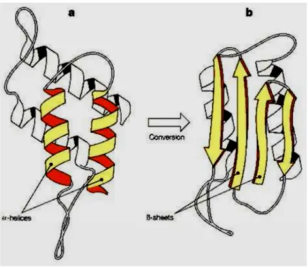 Figura  3:  conversione  della  struttura  primaria  di  PrP C   (prevalenza  di  α-elica)  in  quella  di  PrP Sc (prevalenza di foglietto β) (da Prusiner, Prion biology and diseases, Cold Spring Harbor Laboratory Press,  New York 1999)