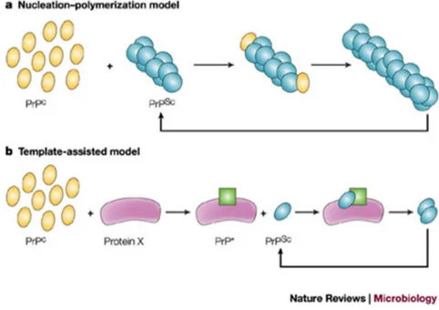 Figura 6: i due diversi modelli di amplificazione della PrP Sc  (da Soto, Nat Rew Microbiol 2004)