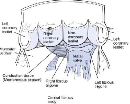 Figura  1-3.  Uno  schema  del  rapporto  dei  lembi  della  valvola  aortica  con  le  strutture  sotto  le  commessure