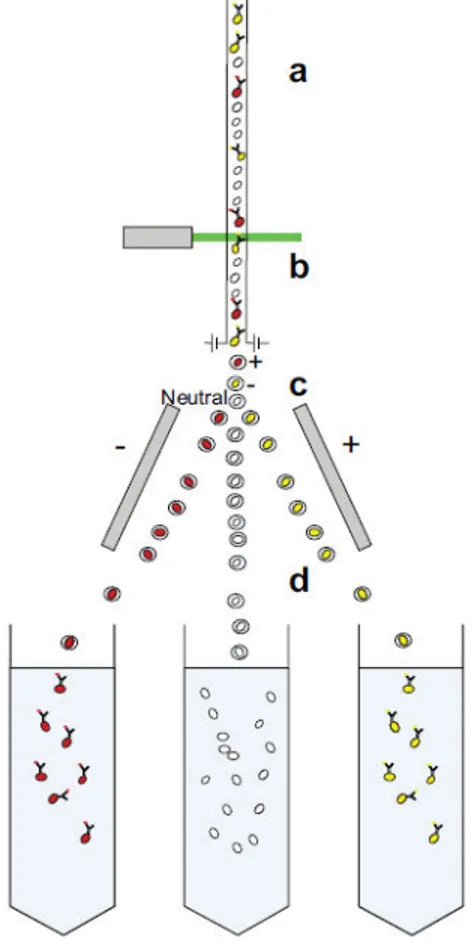 Figure  1.5  Diagram  showing  cell  separation  by  FACS.  Fluorescently  labelled  single  cells  from  solid  or  fluid  tissues,  filtered  to  remove  cell  aggregates,  are  channelled  to  give  a  continuous  stream  of  individual  cells;  (b)  th