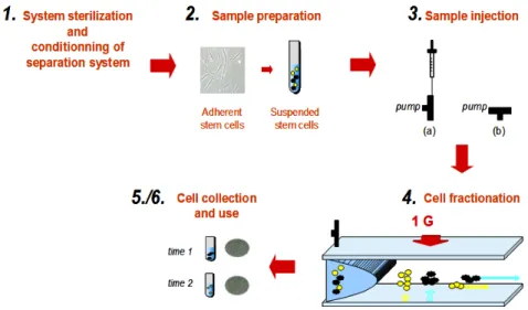 Figure 2.4: Stem cell fractionation protocol 