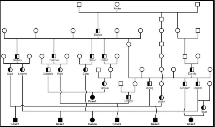 Figura 13- Albero genealogico dei primi sette casi di nanismo condrodisplastico. I maschi sono rappresentati  dai  quadrati,  le  femmine  dai  cerchi