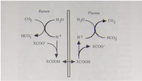 Figura 4. Sistema di assorbimento degli acidi grassi volatili attraverso l'epitelio ruminale