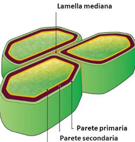 Figura 1. Struttura della parete della cellula vegetale. 