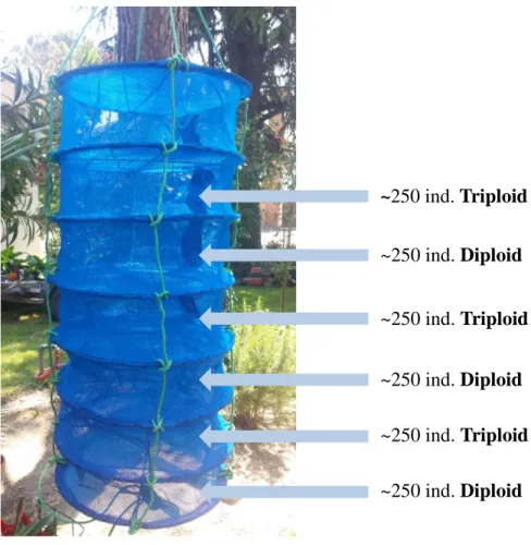 Fig. 41 Distribution of young oyster individuals in the lantern-net 