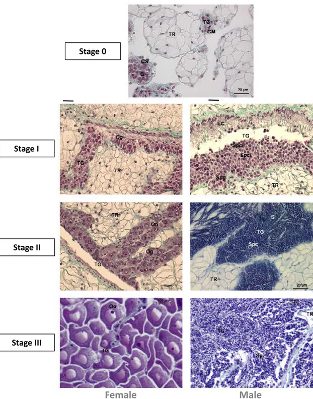 Fig. 5 Photomicrographs of C. gigas female and male gonads, stained using Pregnant-Gabe's trichrome